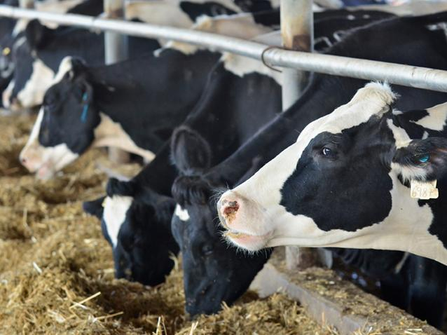 Exporturile de animale, în creştere