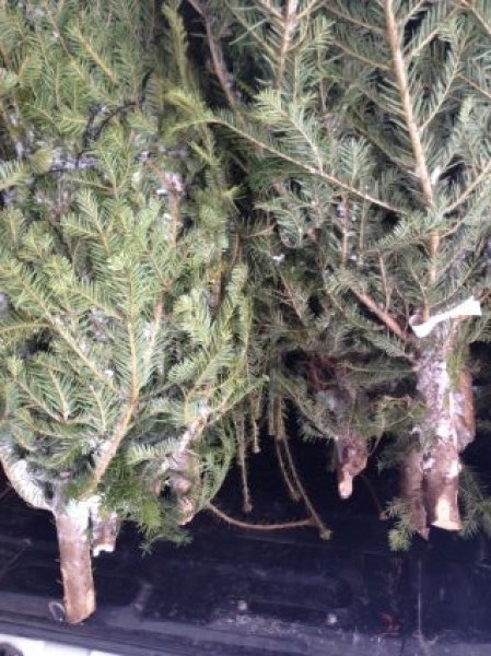 Brazii, cea mai vânată marfă a sezonului