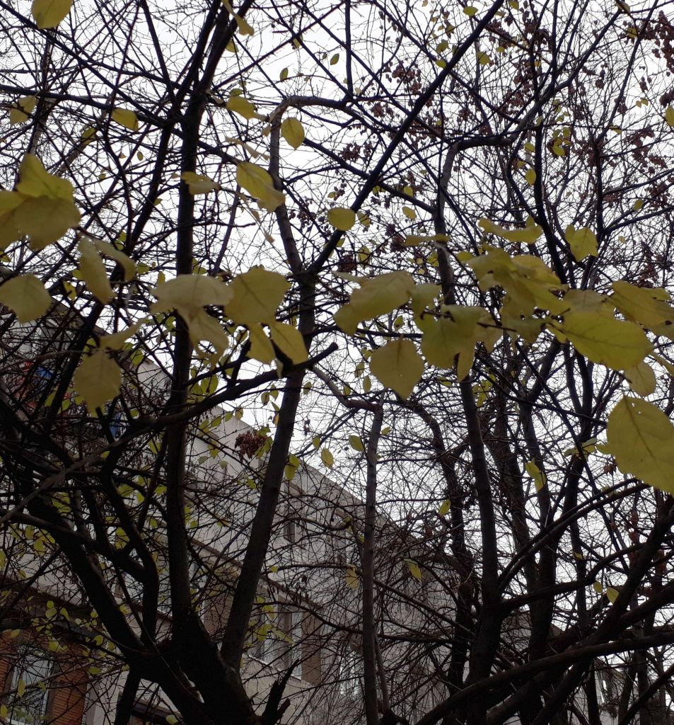 PROGNOZA METEO | Cum va fi vremea, miercuri, la Galați