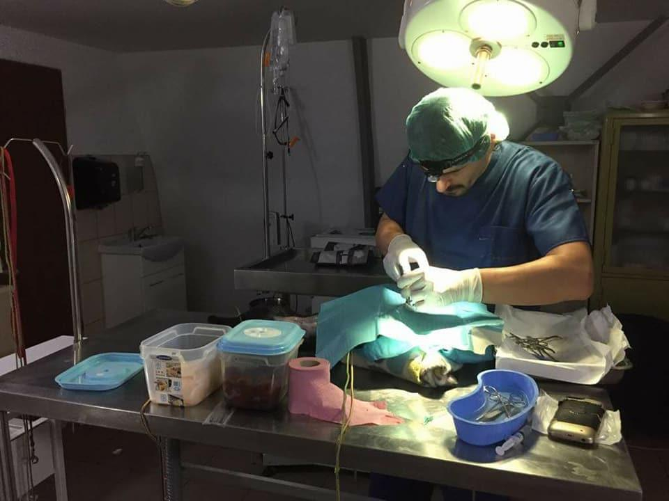 Tratamente GRATUITE pentru animalele nimănui