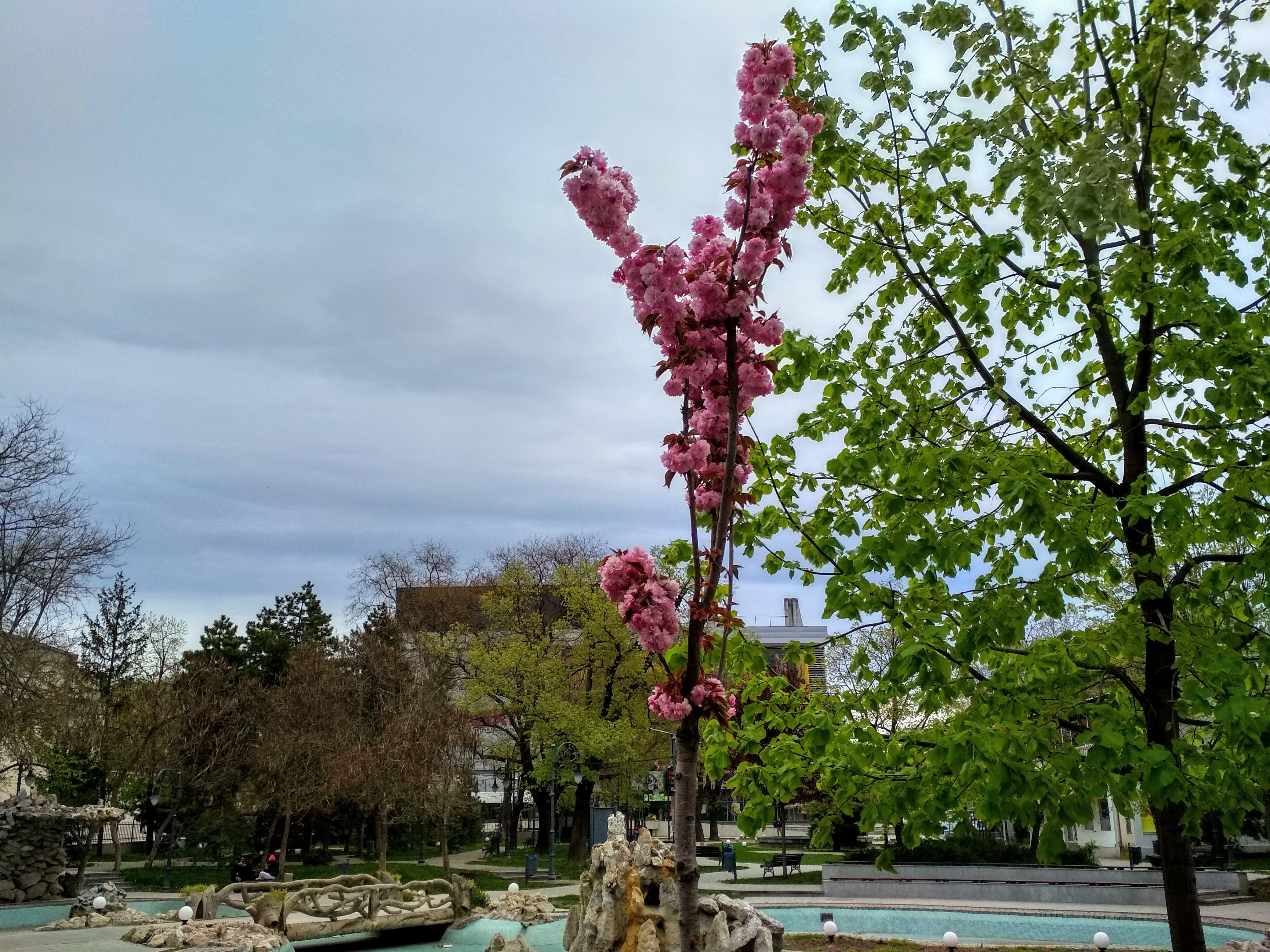 Unde s-au plantat cireşi japonezi în această primăvară