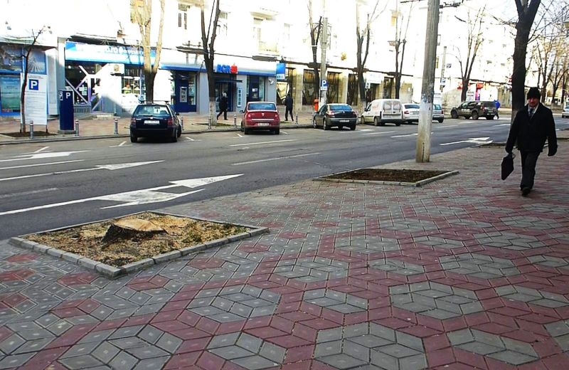 Continuă TĂIEREA teilor de pe strada Domnească din Galaţi (FOTO&VIDEO)