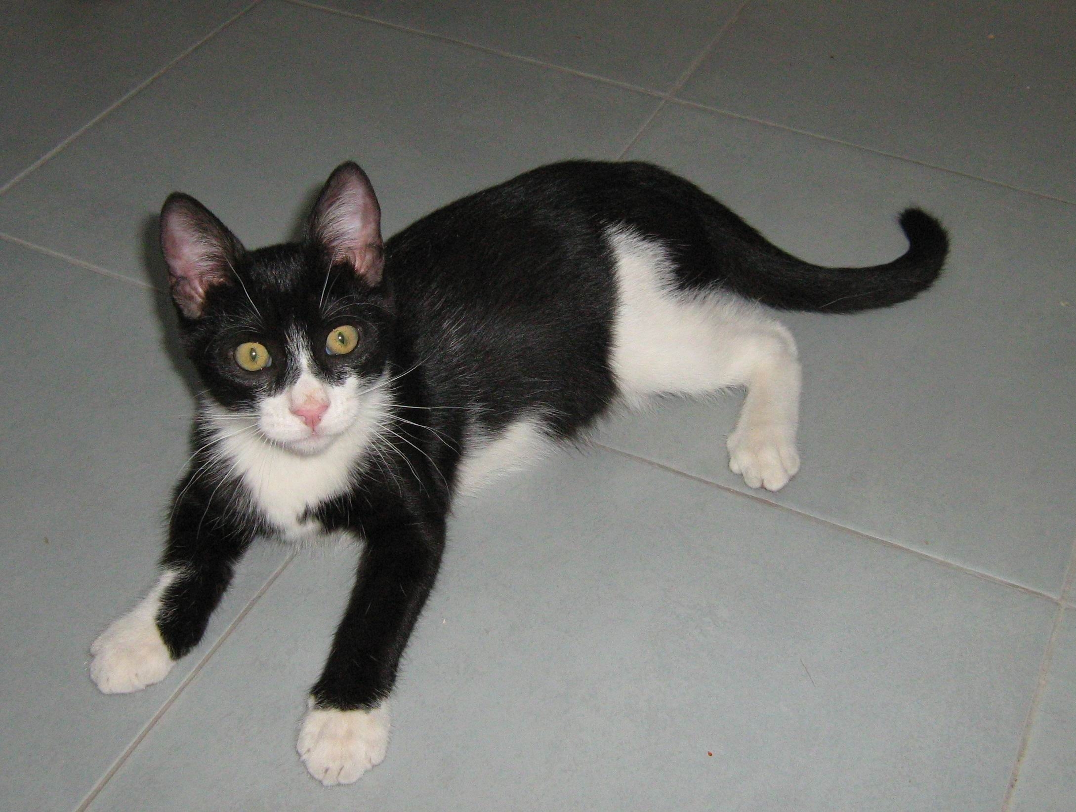 Şcoala iubitorilor de animale - Panda, motanul într-o ureche