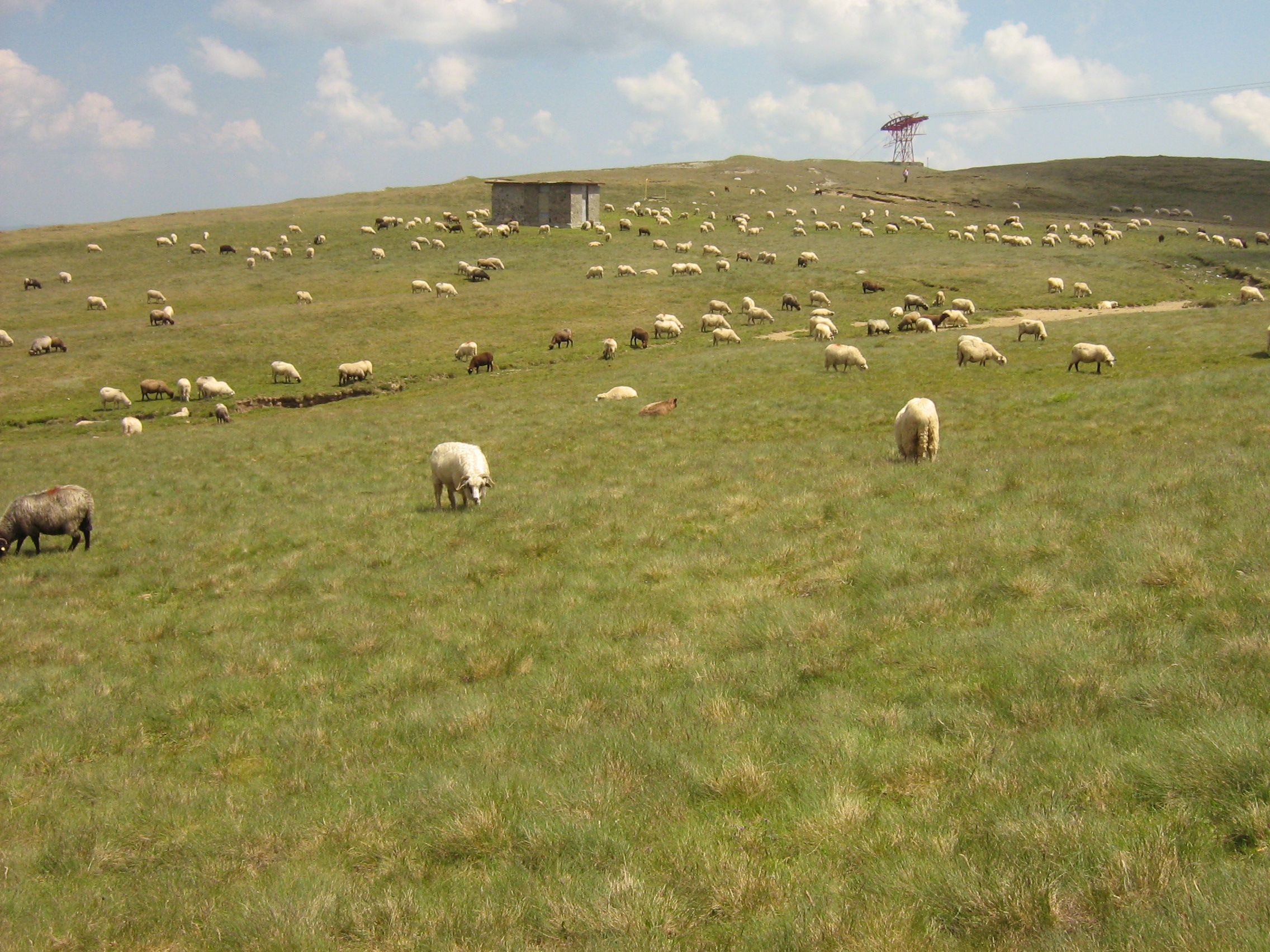 Legea bagă oile în grajd, de luni