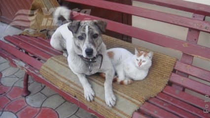 „Şi eu vreau să fiu vedetă!”