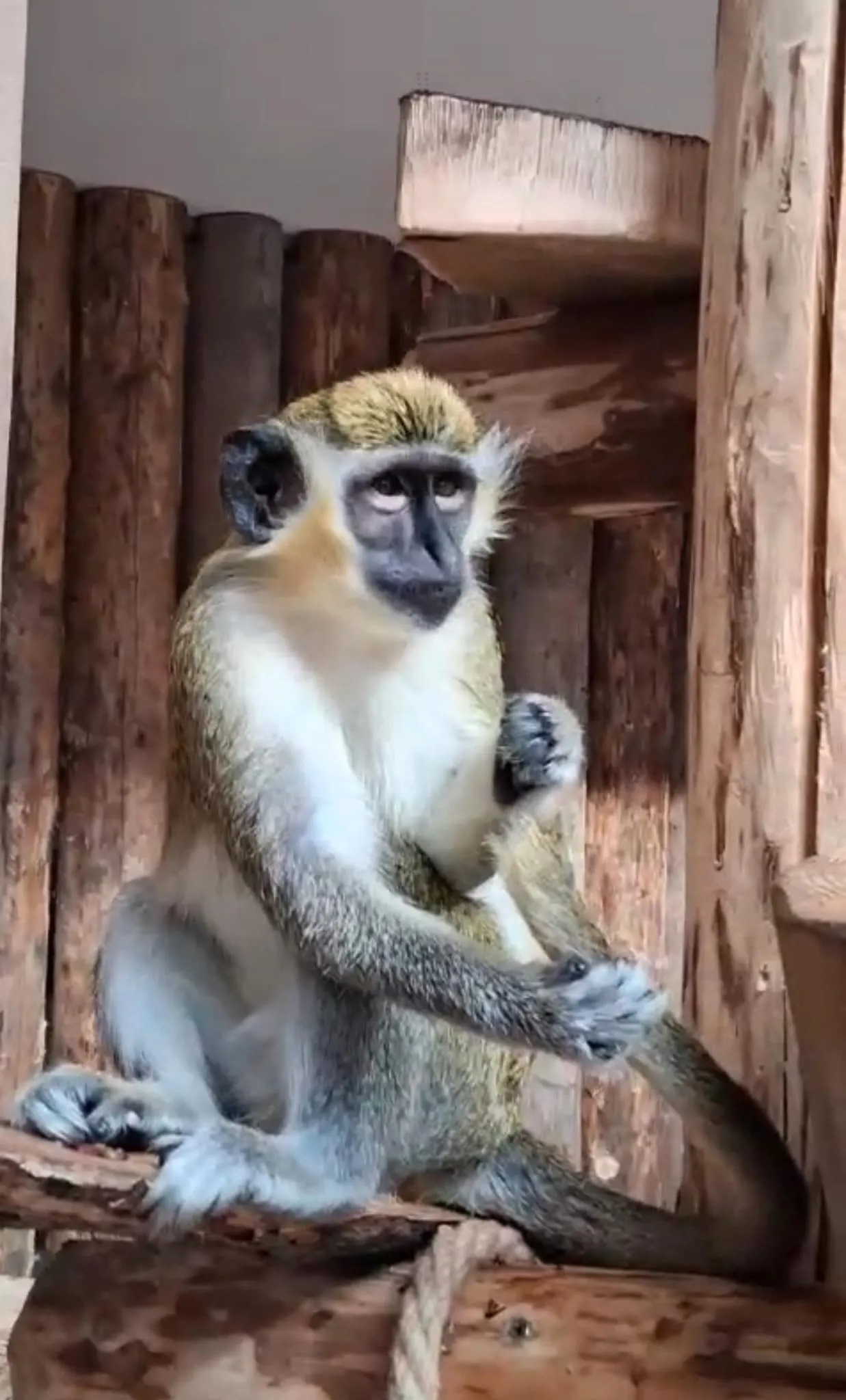 Mumu, noua vedetă de la Zoo Galați