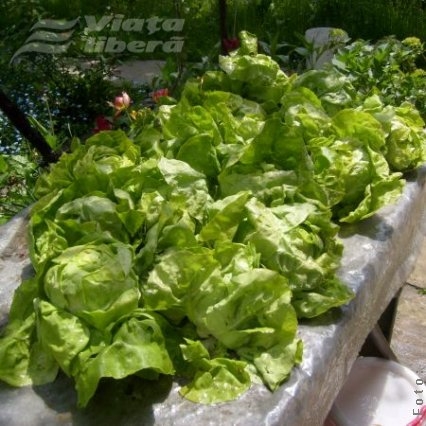 Toamnă cu salată verde şi ridichi în Piaţa Centrală