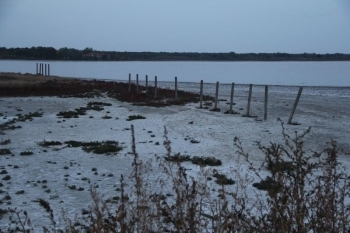 BRĂILA: Cadavru ars şi mâncat de animale găsit în pădurea de lângă Lacu Sărat