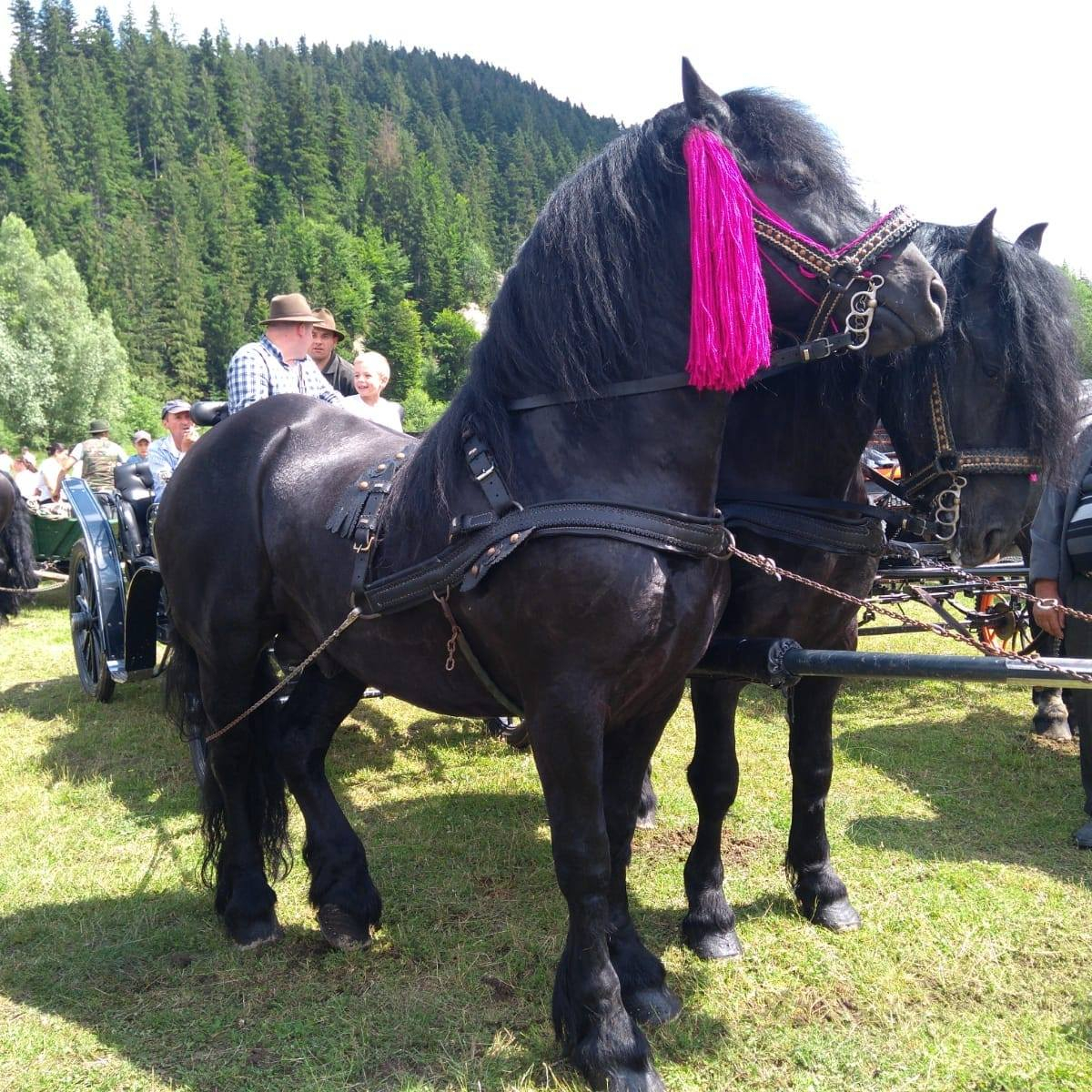 Tradiția continuă la Târgul de cai din Berești