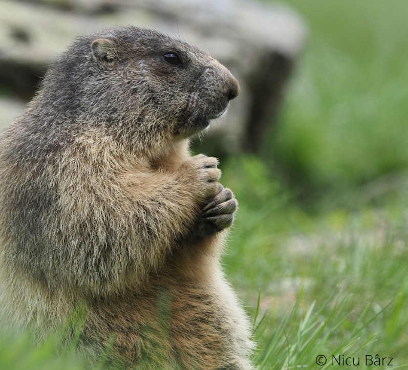 Şi marmota învelea ciocolata în staniol...