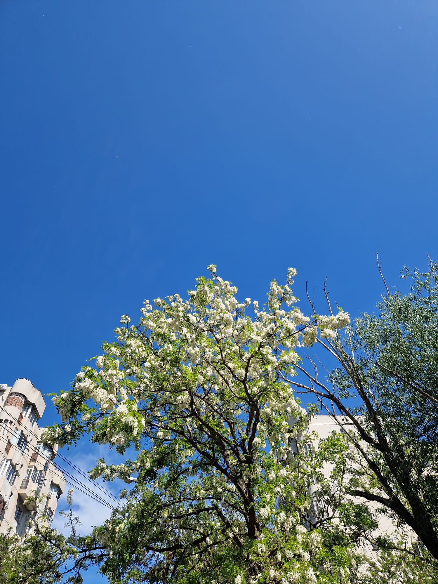 Poza zilei. Au înnebunit salcâmii