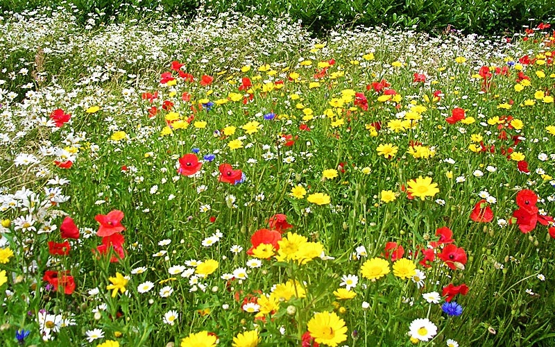 Vremea se răcește în toată țara. Prognoza meteo pentru următoarele două săptămâni