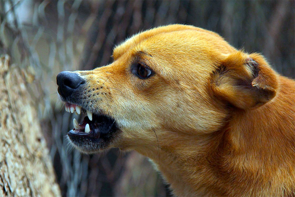 Să întâmpinăm bunăstarea, cu câine și sare!