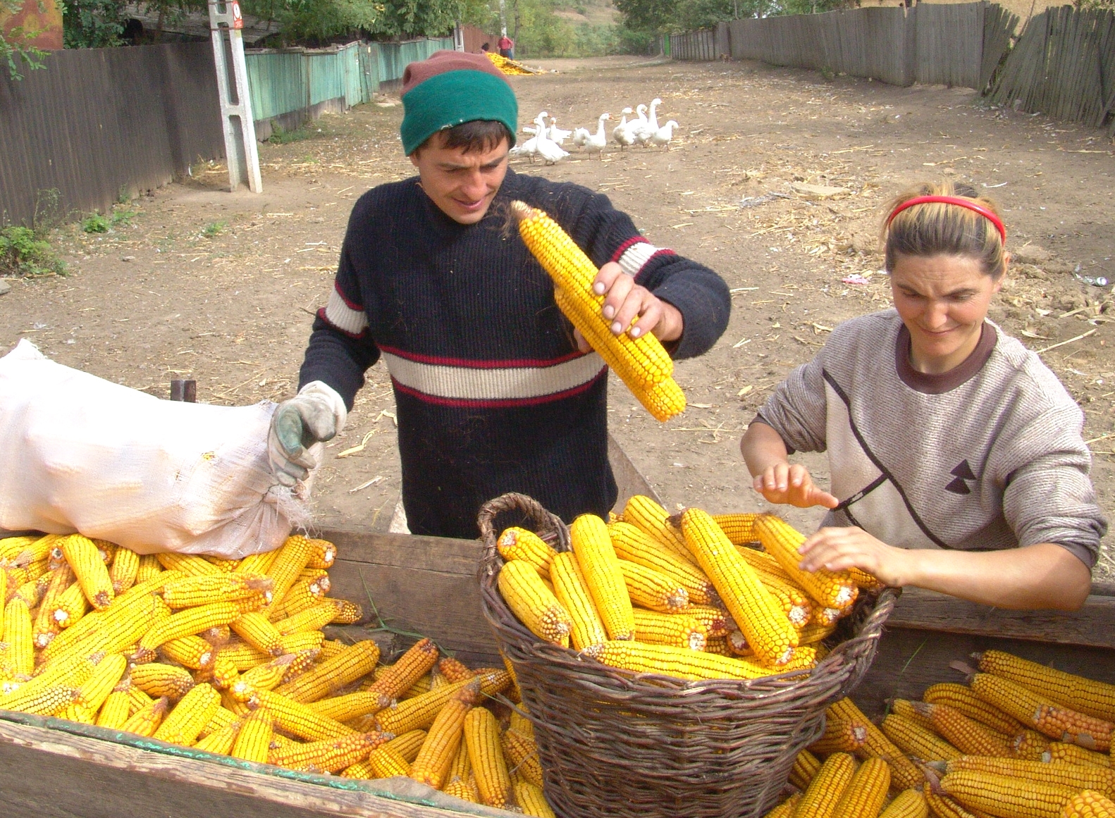 Mălai pentru la iarnă 