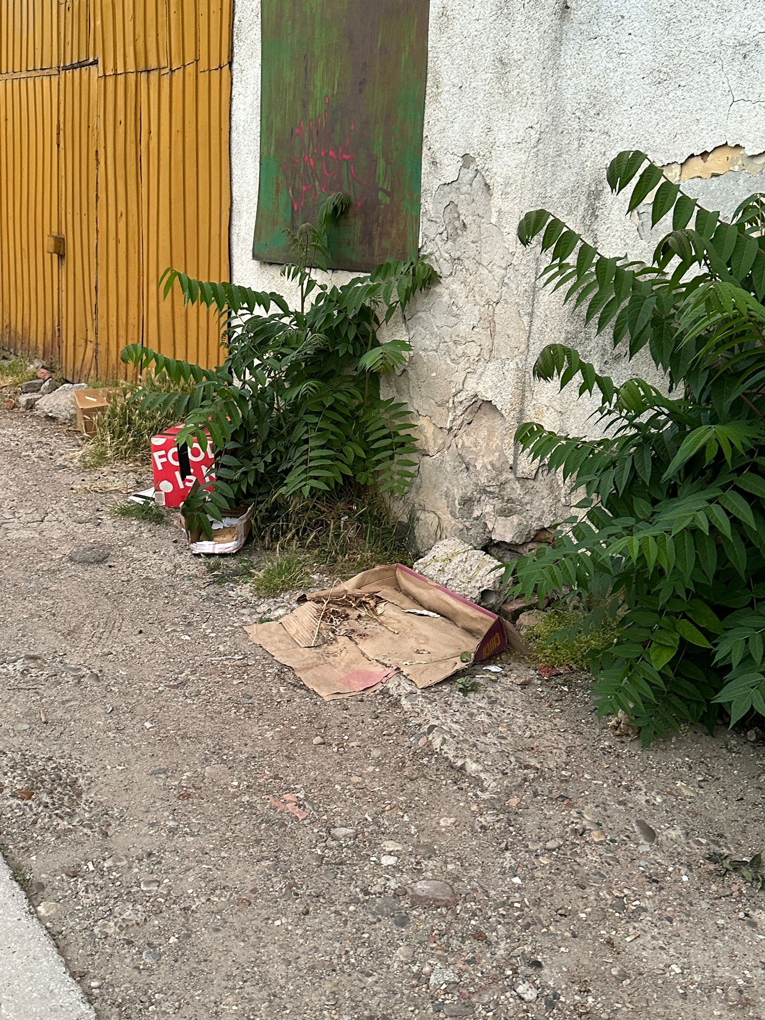 La mila Ecosal, cu gunoiul la poartă şi cu maidanezii pe urme. Deșeuri și neglijență pe o stradă centrală din oraș (FOTO)