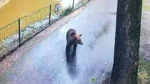 Urs împușcat la Grădina Zoologică din Târgu Mureș
