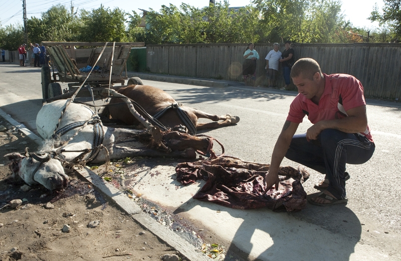 IMAGINI ŞOCANTE Cruzime de neimaginat: Cai ucişi cu toporul, pe stradă