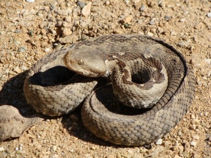 Muşcat de o viperă cu corn, în plin centrul Galaţiului!
