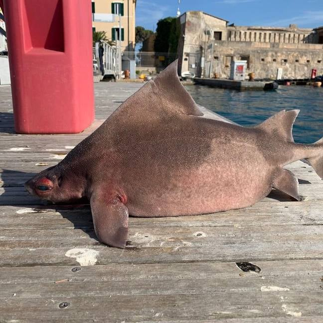 Creatură bizară descoperită de marinarii italieni