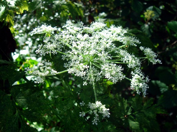 ANGELICA - iarba celor şapte îngeri