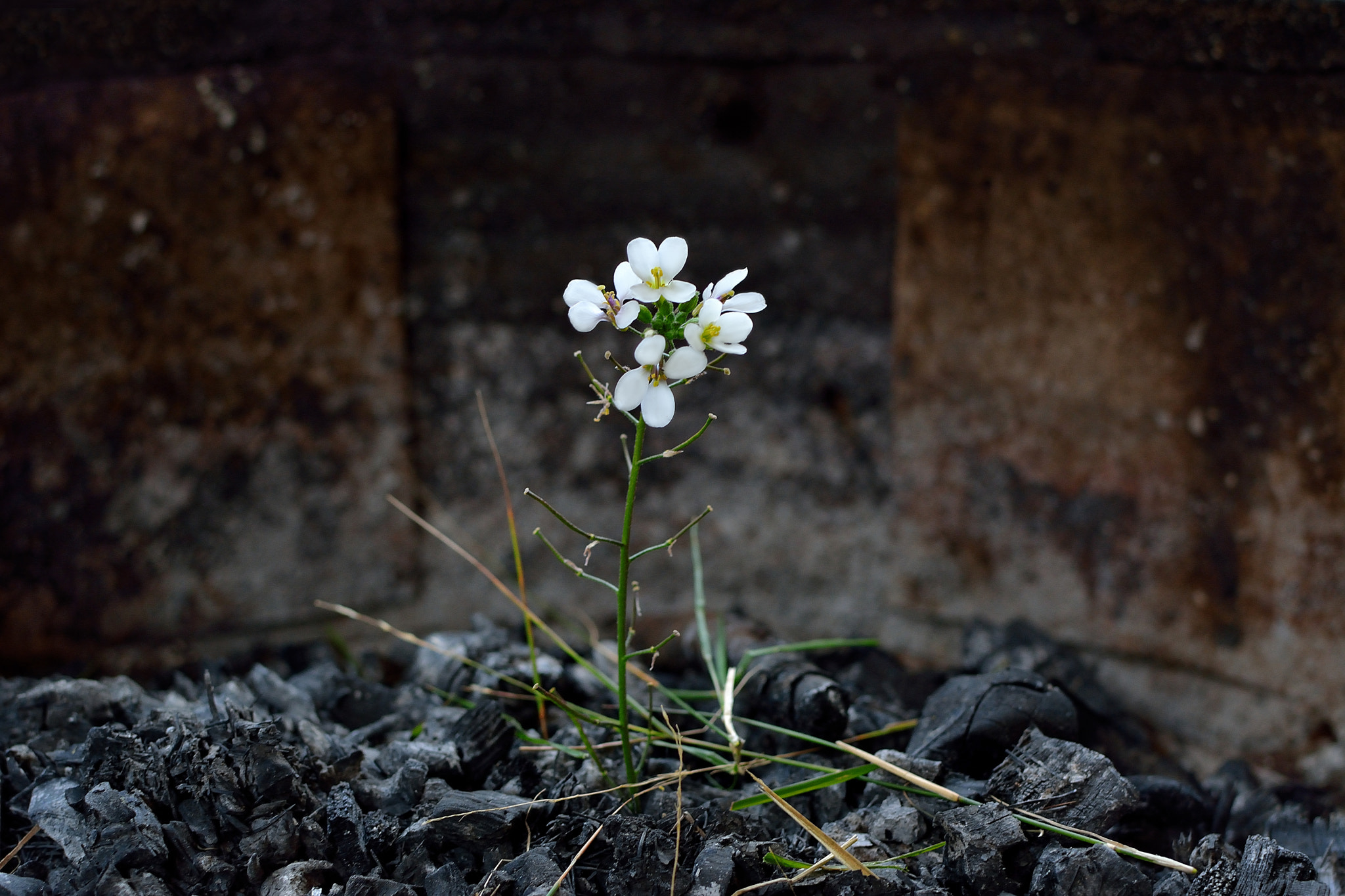 Cenușa care începe să respire