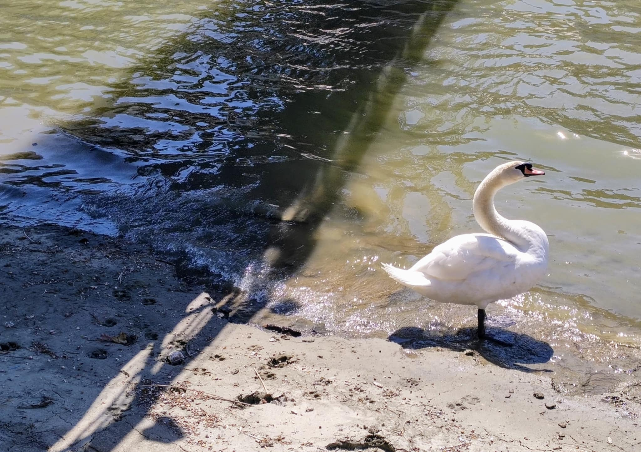 Poza zilei. Lebădă pe malul Dunării, la Galaţi (video)