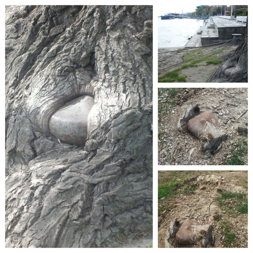 A ”murit” şi copacul-mâncător-de-fier!