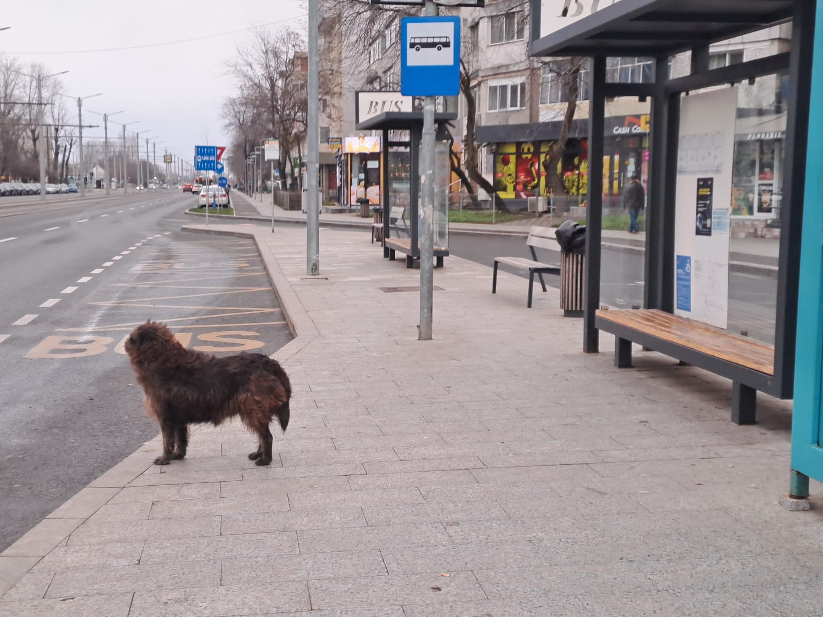 Poza zilei. Totuşi, când mai vine autobuzul?