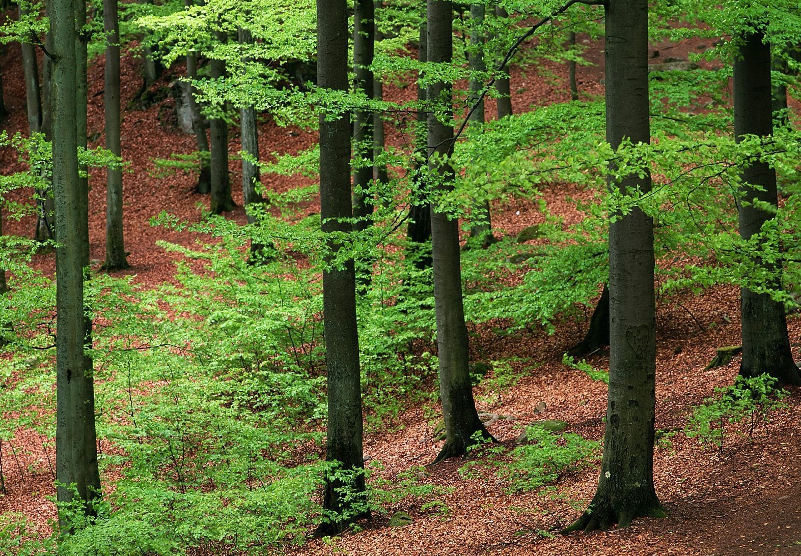 România, pe lista neagră a UNESCO