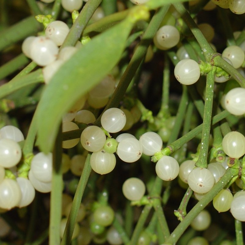 Vâscul reduce neplăcerile chimioterapiei