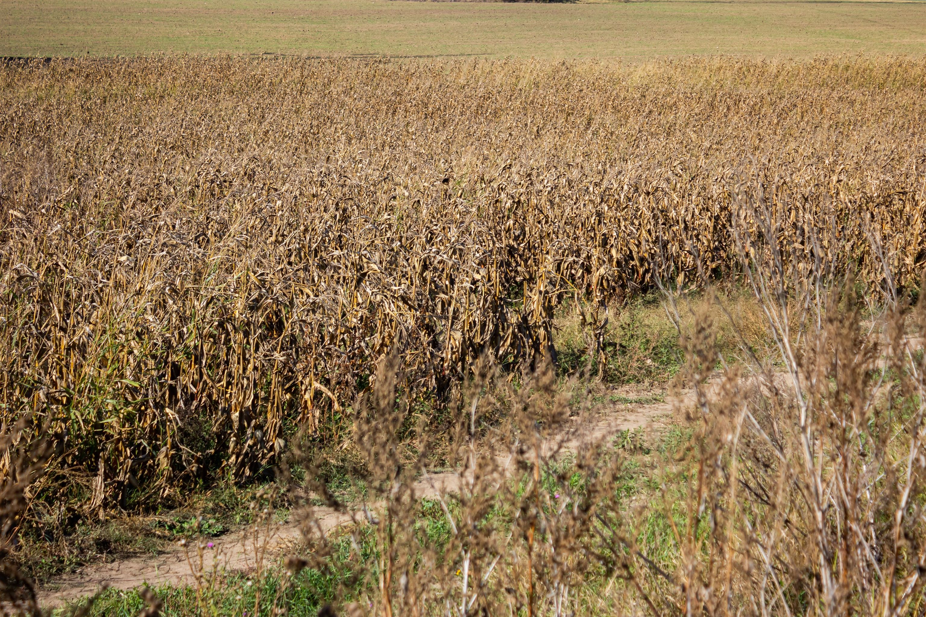 Începe achitarea granturilor pentru despăgubirile cauzate de secetă