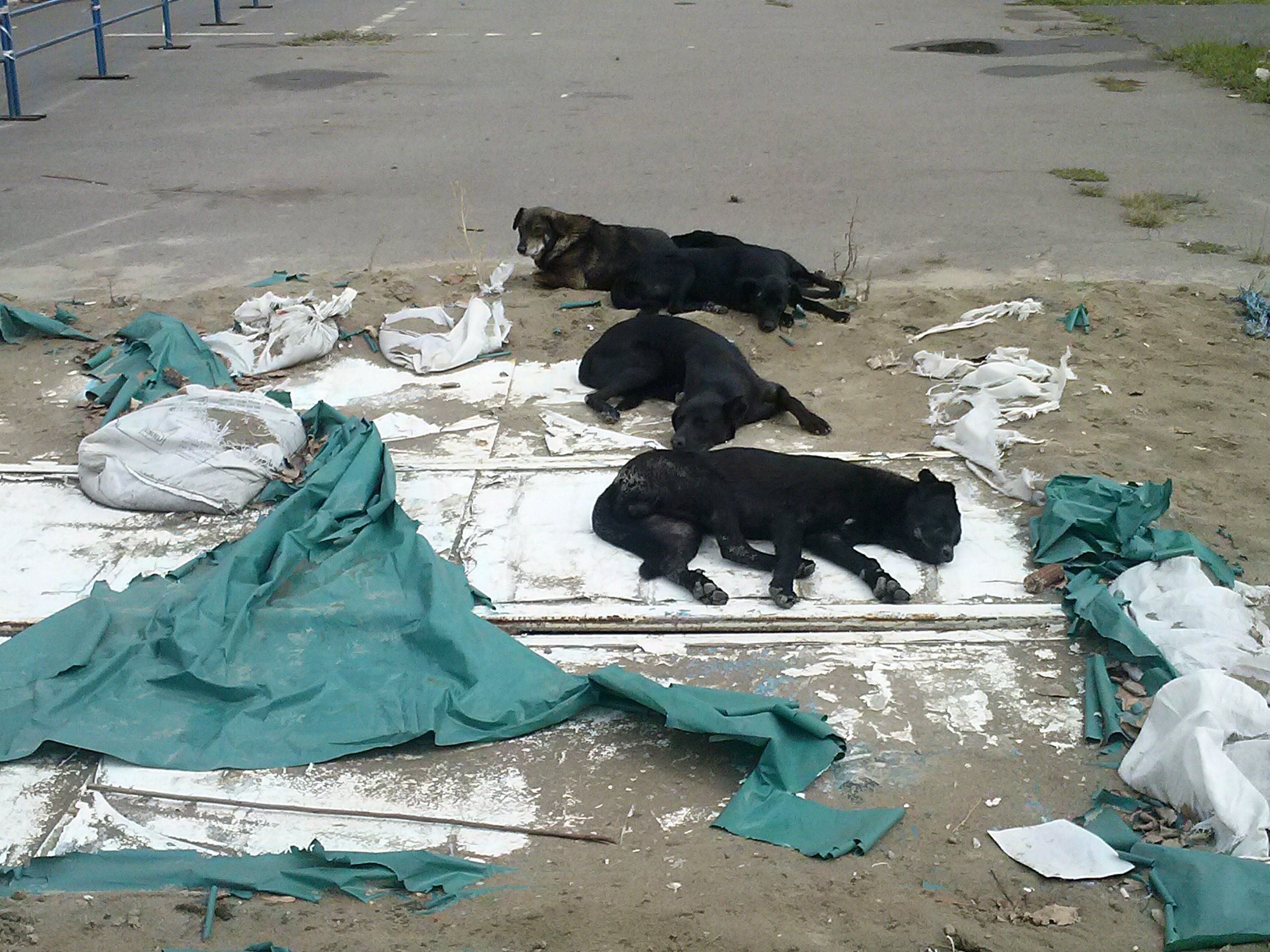 Falezogaură... îmblănită. S-a pus pază la surparea de la Faleza Inferioră?