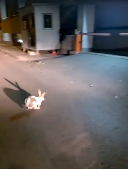 Adjutantul Epure a salvat un... iepure!