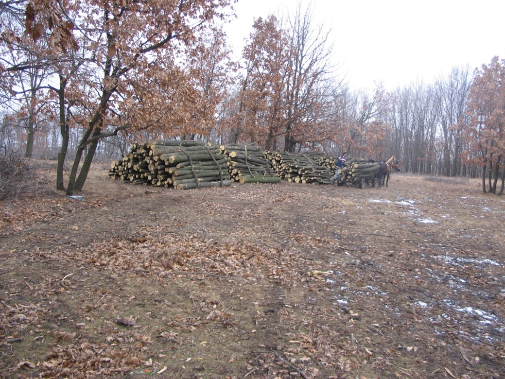 Cât lemn pleacă din pădurile Galațiului. Unde şi cum se face comercializarea