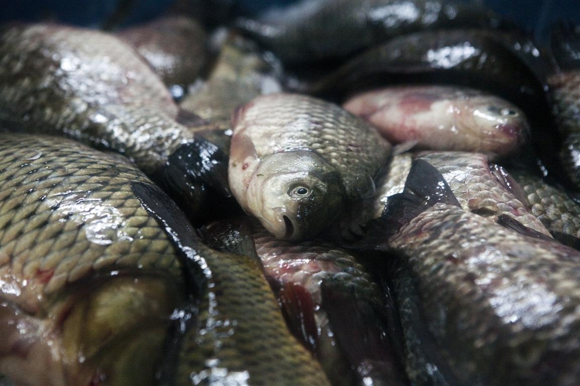 Încă o lună de depunere a proiectelor pentru piscicultura gălăţeană