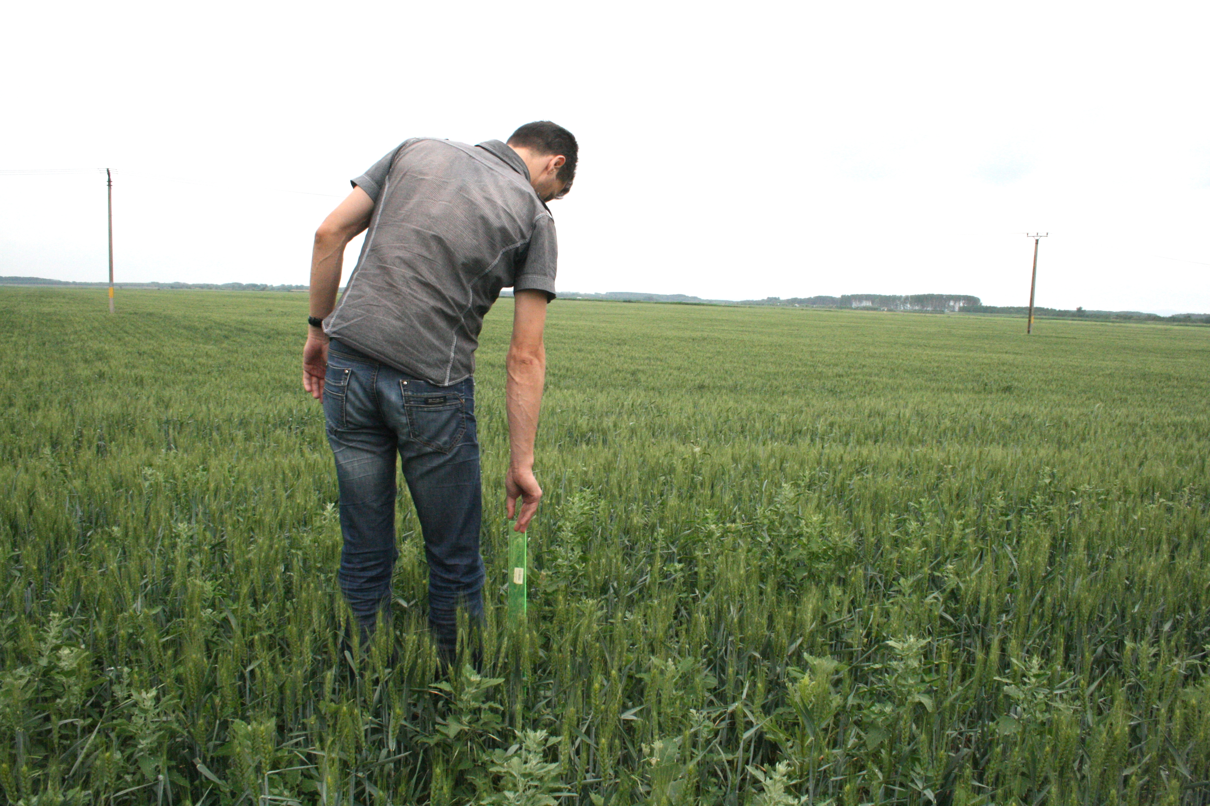 Jale în agricultură - Producţia de grâu se anunţă dezastruoasă!