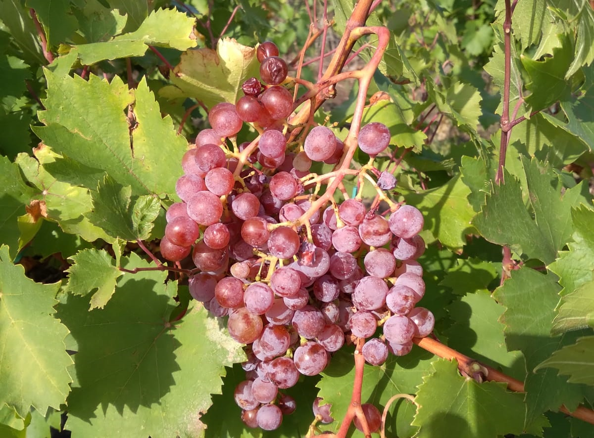 Se caută zilieri pentru culesul strugurilor