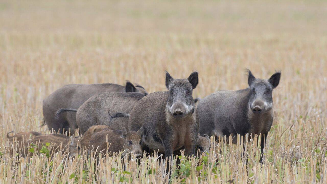 Alertă de pestă porcină în județul Galați. Restricții dure și zone de carantină extinse după confirmarea virusului la mistreți