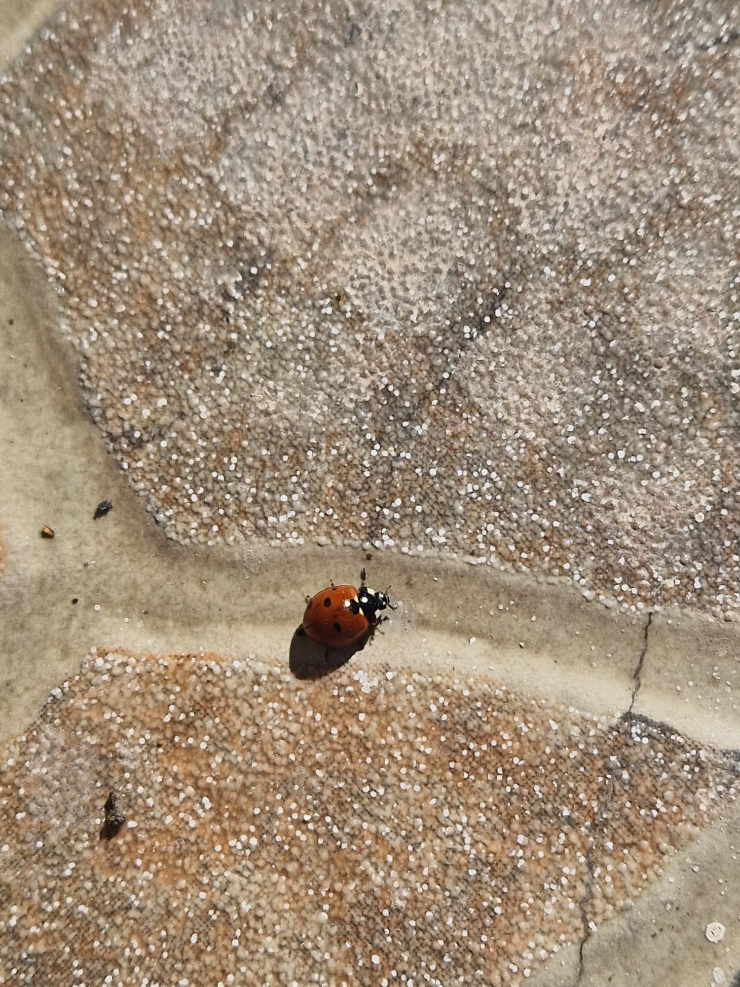 Încotro se duce vara?