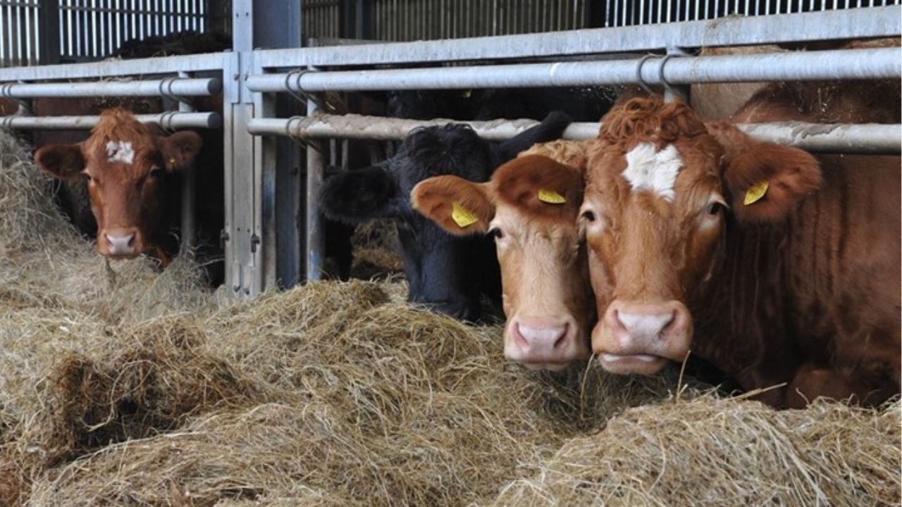 Fermele de animale din Galaţi, vizate de controale pentru febra aftoasă