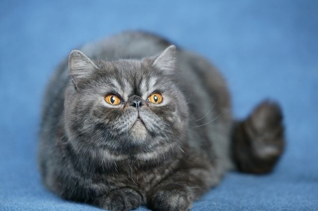 Mai spectaculos decât Garfield! Wizard, motanul mare campion internaţional din Galaţi