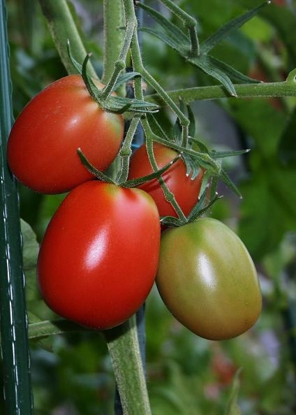 Legumele de seră nu se murează!