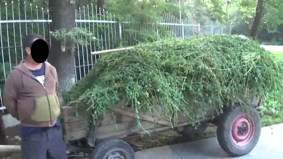 Prinşi cu lucernă furată