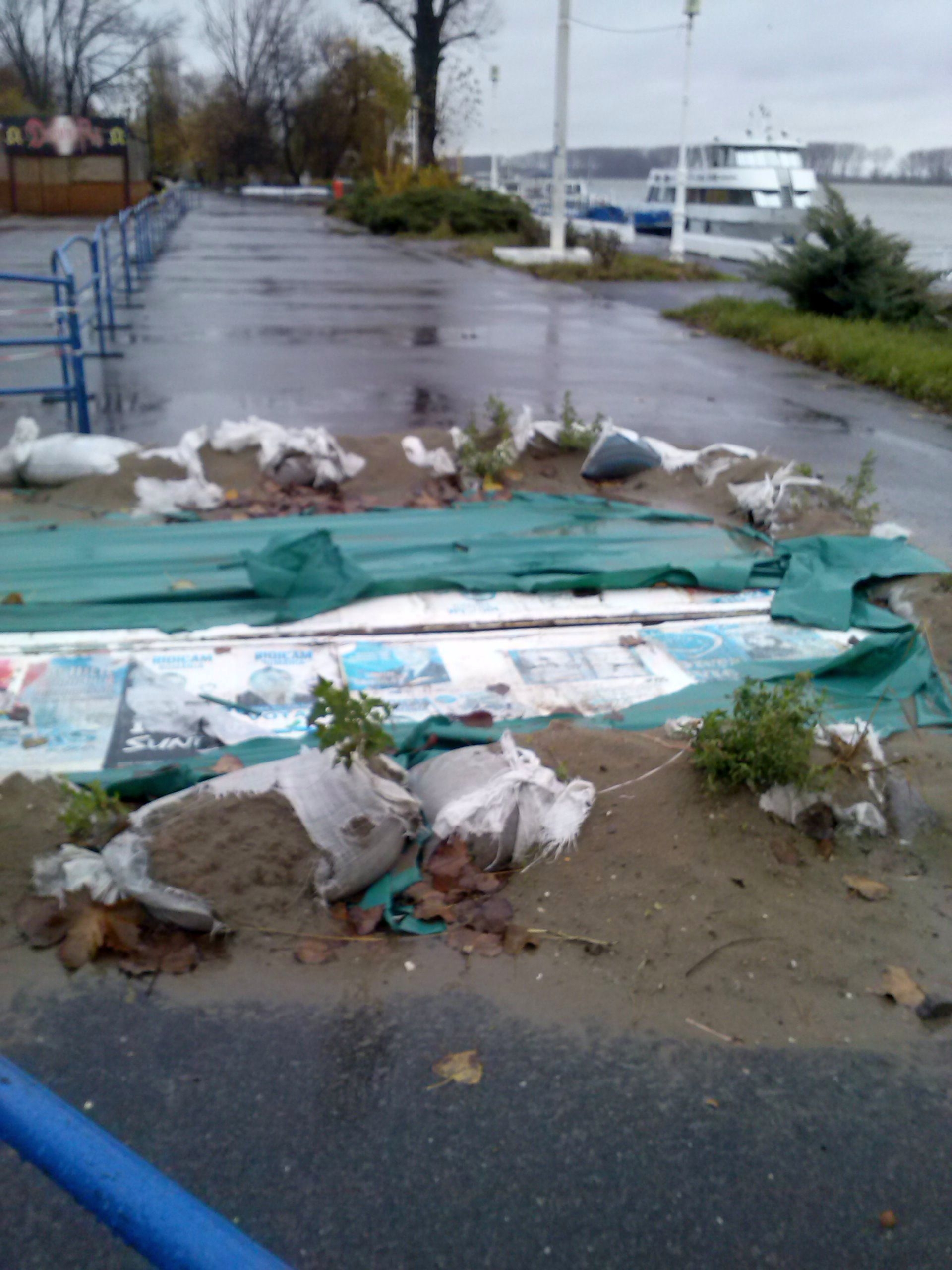 FALEZOGAURA a încolţit şi-a dat şi frunze!