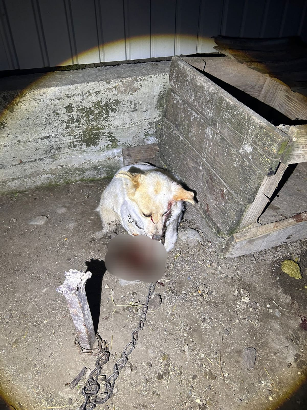 Bărbat reținut pentru că a înjunghiat un câine