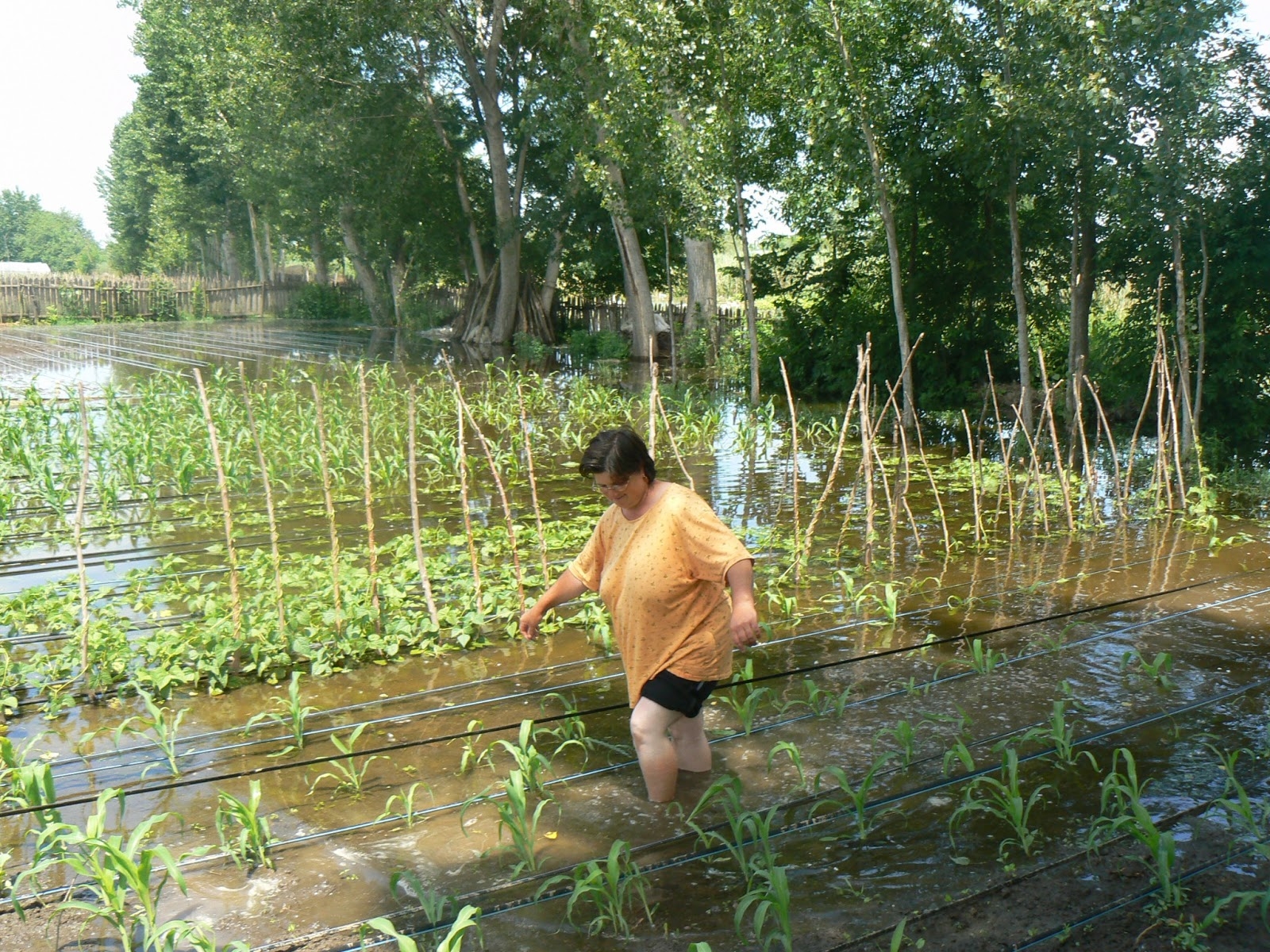 Ploaia a făcut prăpăd în nordul judeţului Galaţi. Zeci de terenuri au fost inundate