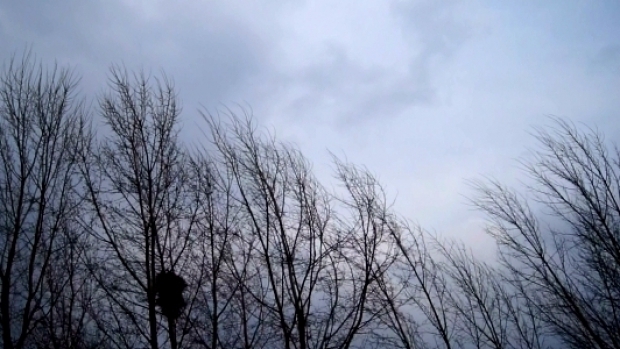 COD GALBEN DE VÂNT PUTERNIC la Galaţi