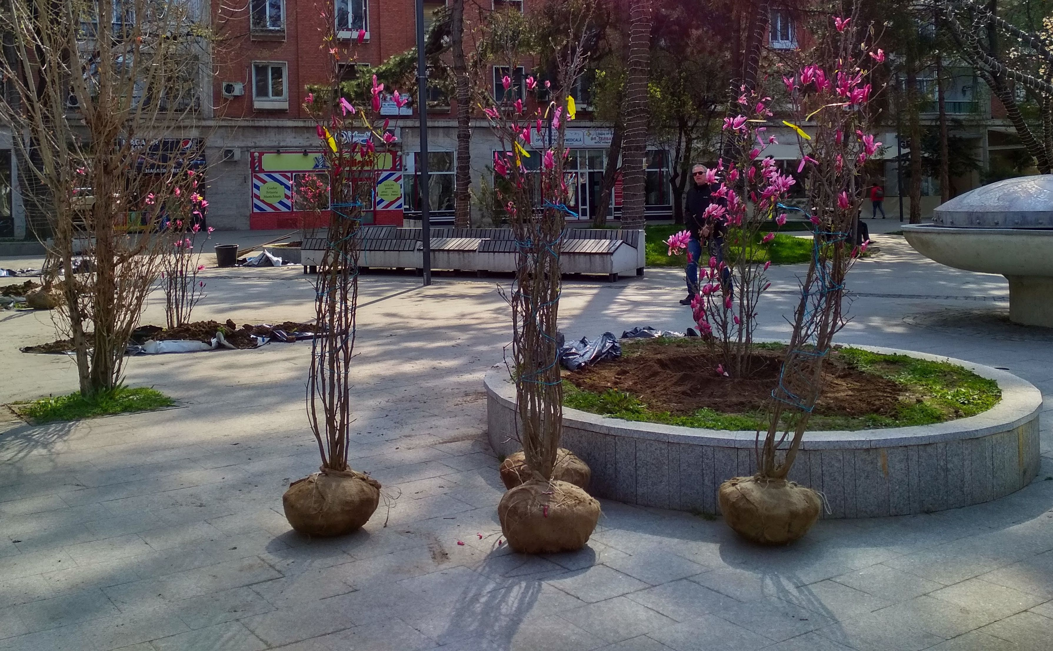 Magnolii plantate în zona Spicu