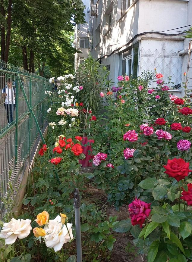 Primăria nu desfiinţează grădinile de la parter de bloc