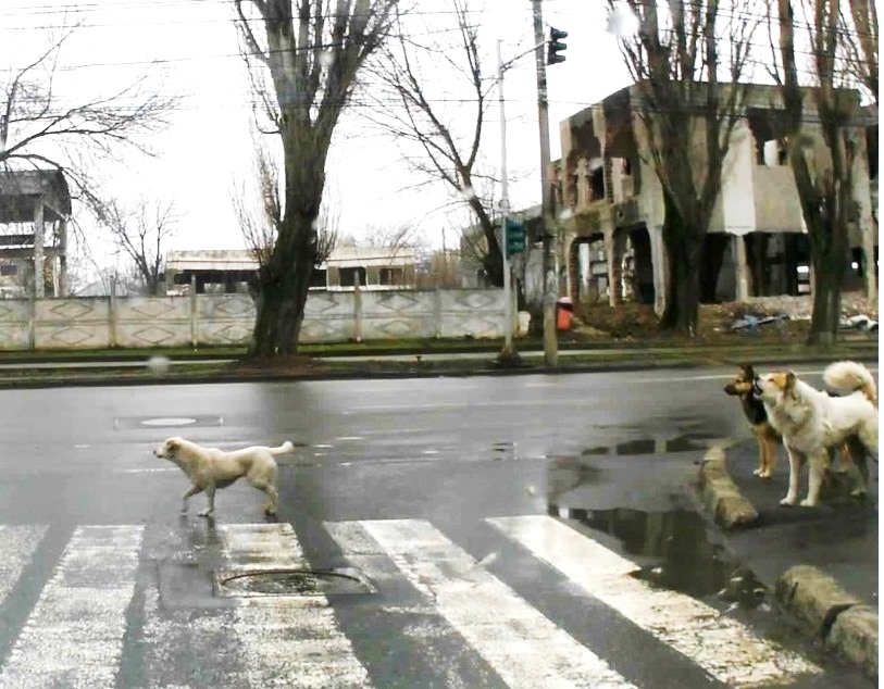 (VIDEO) OAMENI şi CÂINI/ În Galaţi, COMUNITARII respectă ZEBRA dar şi culorile SEMAFORULUI!